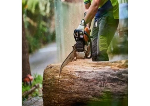 Reliable Stump and Root Removal in Oakleigh - Malvern Tree Stump Removal