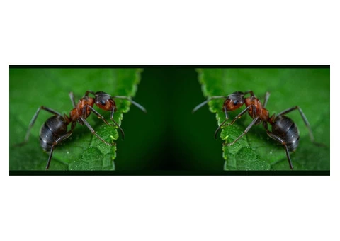 Pre Purchase Pest control Shepparton - 6/7