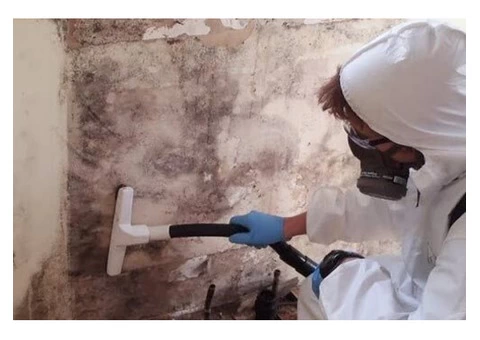 Mould Inspection Brisbane l Mould Cleaners Brisbane