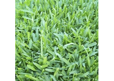 Kikuyu Grass - A Coarse Textured & Light Green Grass