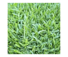 Kikuyu Grass - A Coarse Textured & Light Green Grass