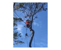 Tree cutting services Marrickville