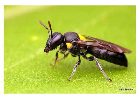 Bees Removal Melbourne - 2/2