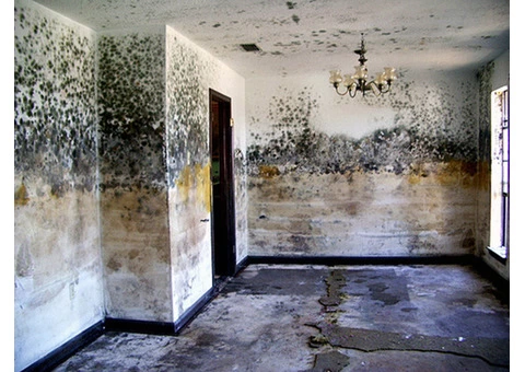 Carpet Water Damage Repair - Flood Damaged Carpet - 4/5