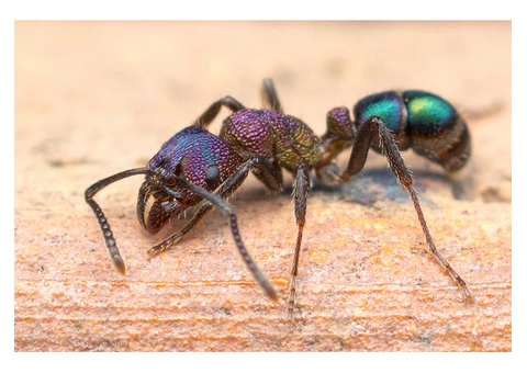 Are birds creating a menace in your commercial premises?