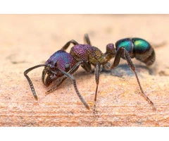 Are birds creating a menace in your commercial premises?