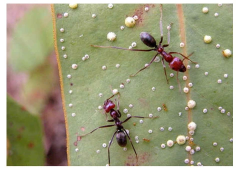 Are birds creating a menace in your commercial premises? - 2/2