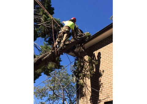 Emergency Tree Removal Sydney - 1/3
