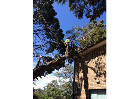 Emergency Tree Removal Sydney - 2/3