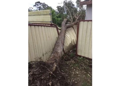 Emergency Tree Removal Sydney - 3/3