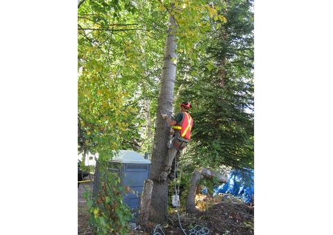 Tree Removal Sydney CBD - 1/3