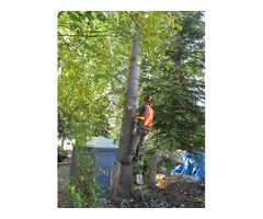 Tree Removal Sydney CBD