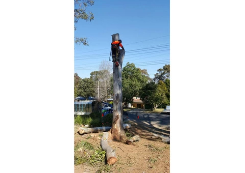 Emergency Tree Removal Kentlyn - 1/3
