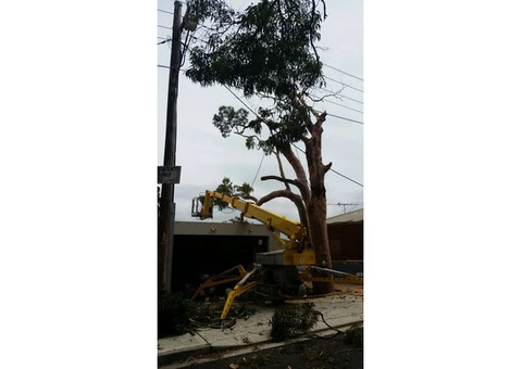 Emergency Tree Removal Kentlyn - 3/3
