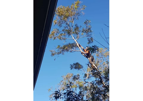 Professional Tree Removal Services - 1/3