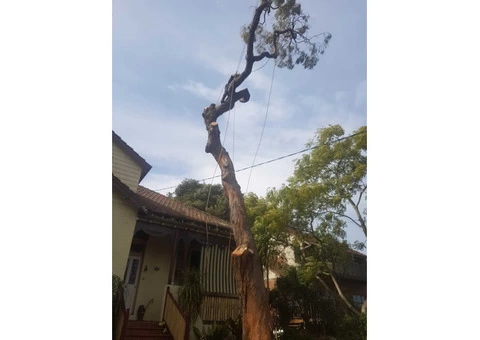 Professional Tree Removal Services - 2/3