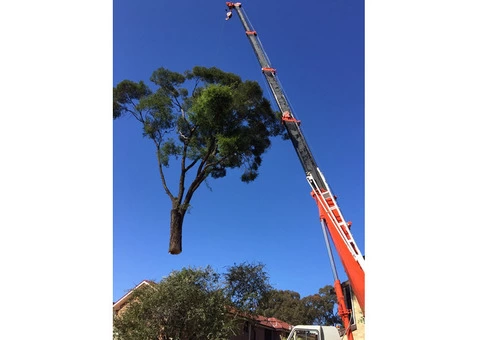 Tree Removal Sutherland Shire - 1/4