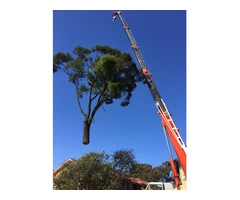 Tree Removal Sutherland Shire