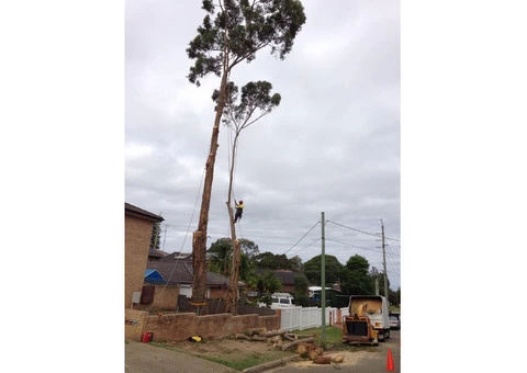 Tree Removal Sutherland Shire - 2/4