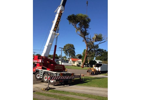 Tree Removal Sutherland Shire - 3/4