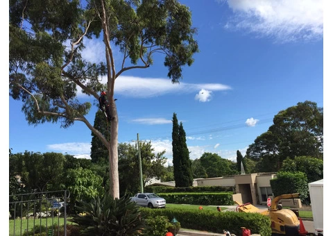 Tree Removal Sutherland Shire - 4/4