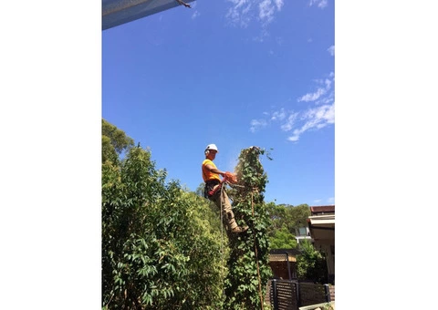 Emergency Tree Removal Sydney - 1/3