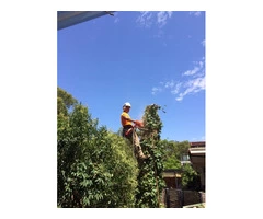 Emergency Tree Removal Sydney