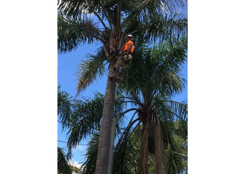 Emergency Tree Removal Sydney - 2/3