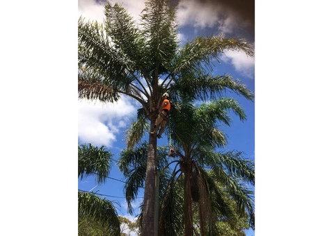 Emergency Tree Removal Sydney - 3/3