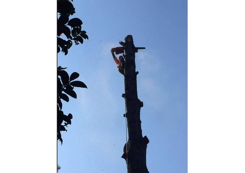 Tree Lopping Northern Beaches
