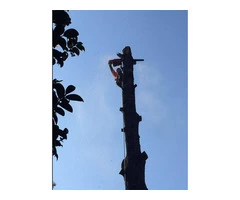 Tree Lopping Northern Beaches