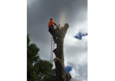 Tree Lopping Northern Beaches - 2/2