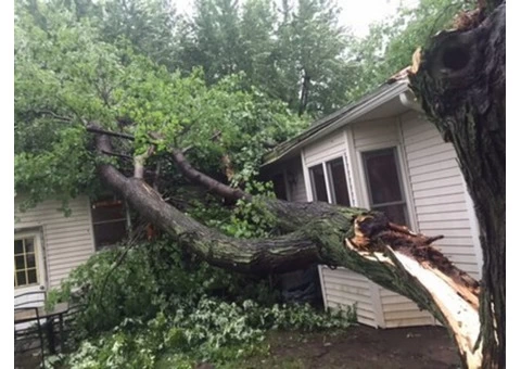 Tree Removal service - 1/3