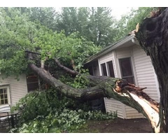 Tree Removal service
