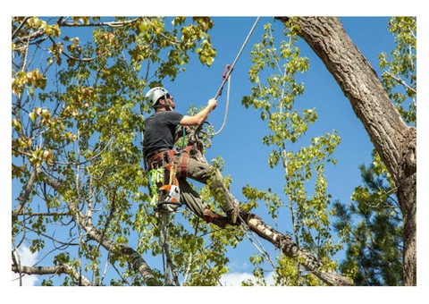 Tree Removal service - 2/3
