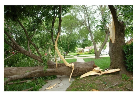 Tree Removal service - 3/3