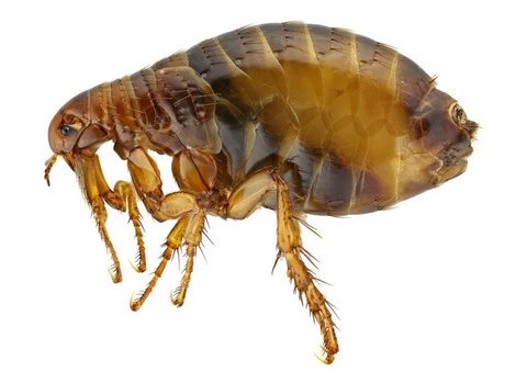 Treat Infestation Immediately with Same Day Fleas Pest Control in Melbourne