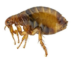 Treat Infestation Immediately with Same Day Fleas Pest Control in Melbourne