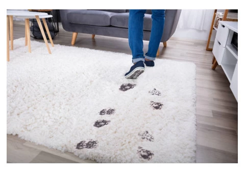 Carpet Cleaning Margate - 5/5