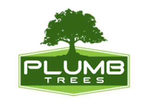 Stump removal Bexley | Plumb Trees