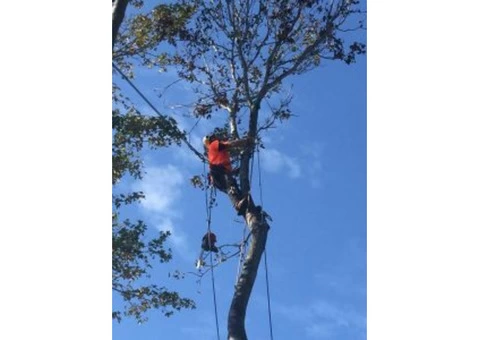 Stump removal Bexley | Plumb Trees - 2/2