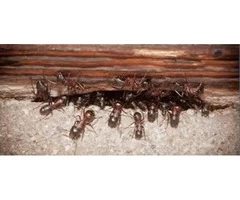 Hire a well-company pest control company for ant treatment