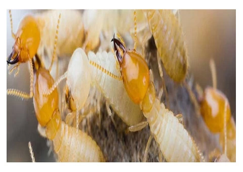 Masters Pest Control