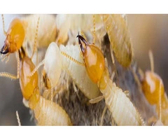 Masters Pest Control