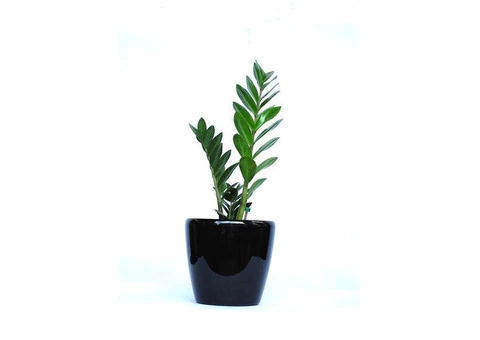 Plant Hire In Melbourne - Luwasa Indoor Plant Hire