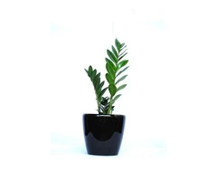 Plant Hire In Melbourne - Luwasa Indoor Plant Hire