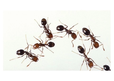 Have to Get Rid of the Ants Right Away?