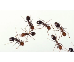 Have to Get Rid of the Ants Right Away?