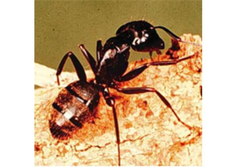 Have to Get Rid of the Ants Right Away? - 2/2