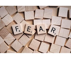 Best Fear of spider Sydney